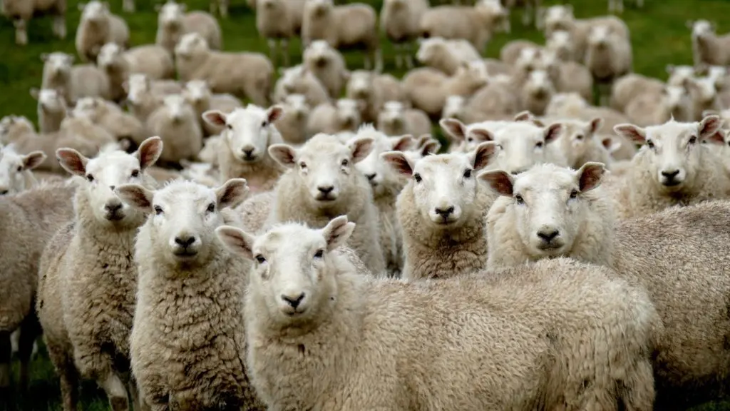Latin American Sheep