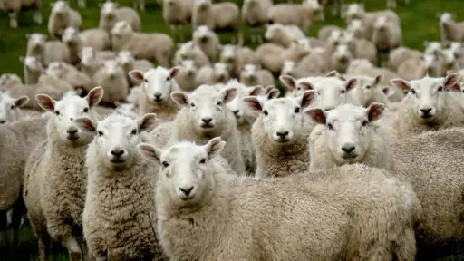 American Sheep